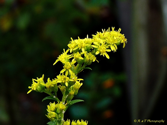 {Solidago patula}